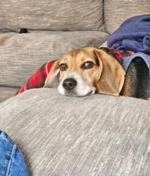 Reunited Male Dog last seen Near West Laura St, Rogers, AR 72758