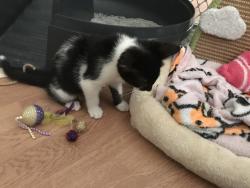 Reunited Female Cat last seen Near Trescott DR, Knoxville, TN 37921