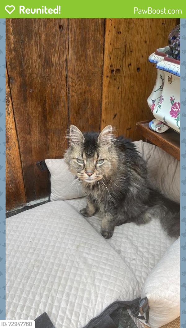 Reunited Male Cat last seen Cap, Bridgeport, CT 06604