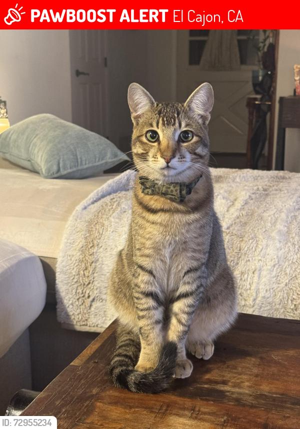 Lost Male Cat last seen Rancho Cajon Place, off 4th Ave, El Cajon, CA 92019