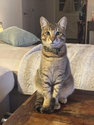Lost Male Cat last seen Rancho Cajon Place, off 4th Ave, El Cajon, CA 92019