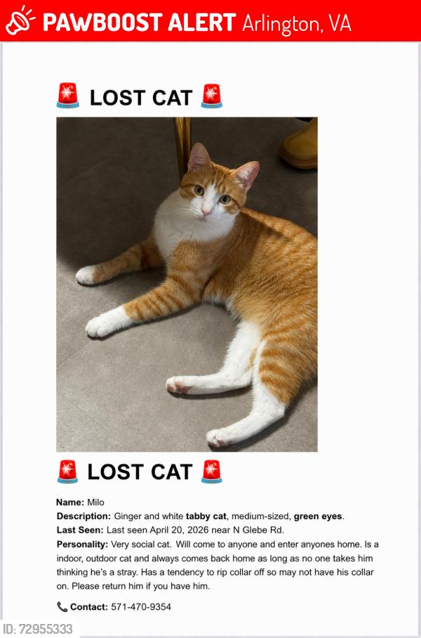 Lost Male Cat last seen George Mason Dr, Arlington, VA 22207