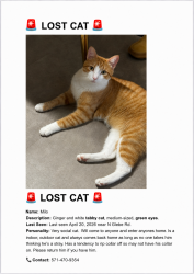 Lost Male Cat last seen George Mason Dr, Arlington, VA 22207