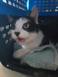 Found/Stray Female Cat last seen 54th and Aberdeen by the Pawsitively Purrfect Groomers, Lubbock, TX 79414