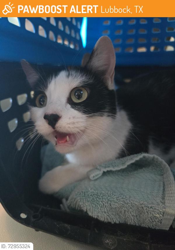 Found/Stray Female Cat last seen 54th and Aberdeen by the Pawsitively Purrfect Groomers, Lubbock, TX 79414