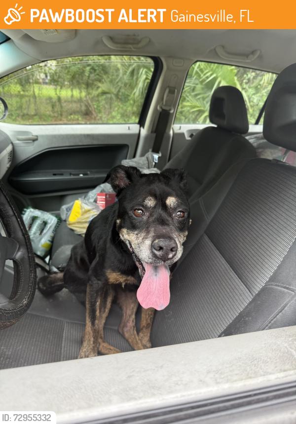 Found/Stray Female Dog last seen Wawa on university and Waldo road , Gainesville, FL 32601
