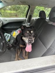 Found/Stray Female Dog last seen Wawa on university and Waldo road , Gainesville, FL 32601