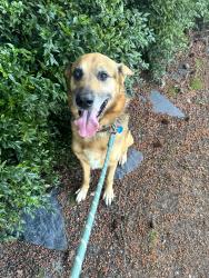 Found/Stray Male Dog last seen mill plain & 97th, Vancouver, WA 98664