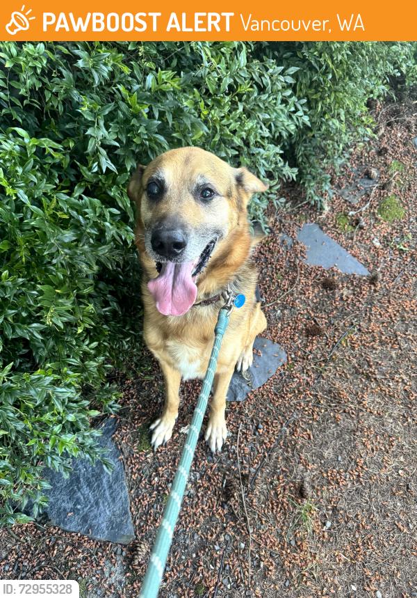 Found/Stray Male Dog last seen mill plain & 97th, Vancouver, WA 98664