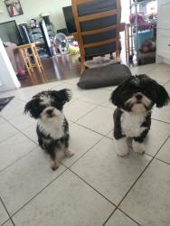 Reunited Male Dog last seen Near Brighton and government, Burnaby, BC V5A 3E5