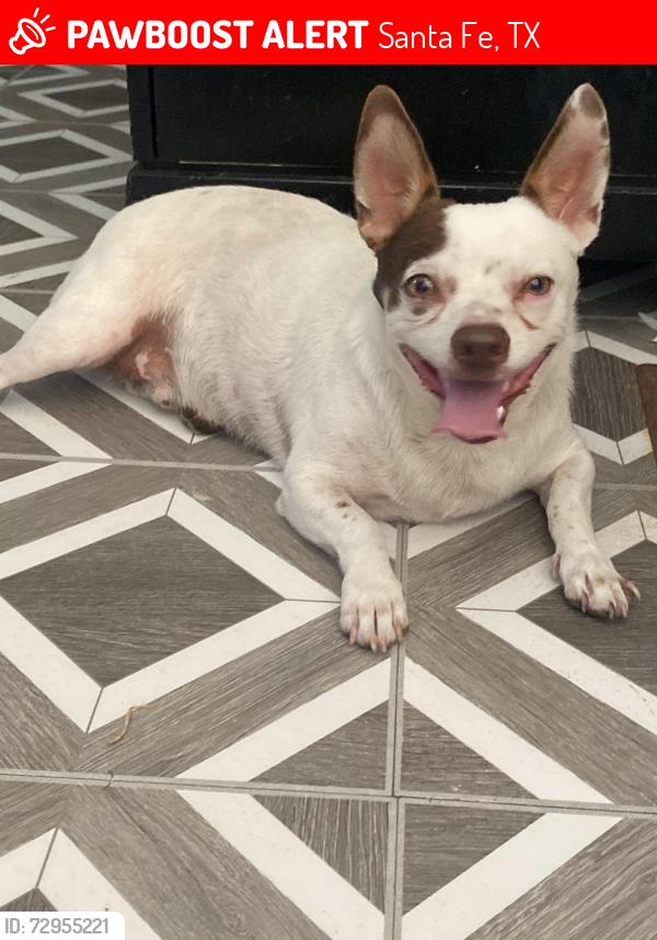 Lost Male Dog last seen Healthyway Dairy & Cedar Street , Santa Fe, TX 77517