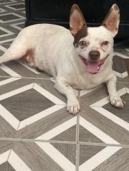 Lost Male Dog last seen Healthyway Dairy & Cedar Street , Santa Fe, TX 77517