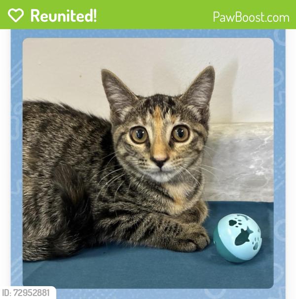 Reunited Male Cat last seen Riggs Rd & Swansboro Belgrade , Maysville, NC 28555