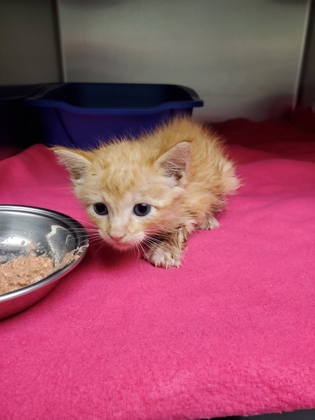 Shelter Stray Unknown Cat last seen Roanoke, TX 76262, Keller, TX 76248