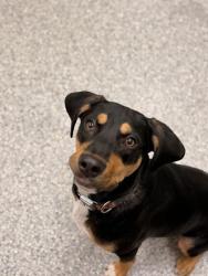 Shelter Stray Male Dog last seen Knoxville, TN 37920, Knoxville, TN 37919