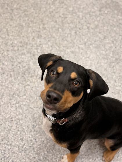 Shelter Stray Male Dog last seen Knoxville, TN 37920, Knoxville, TN 37919