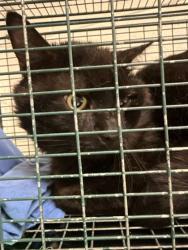 Shelter Stray Male Cat last seen Knoxville, TN 37920, Knoxville, TN 37919