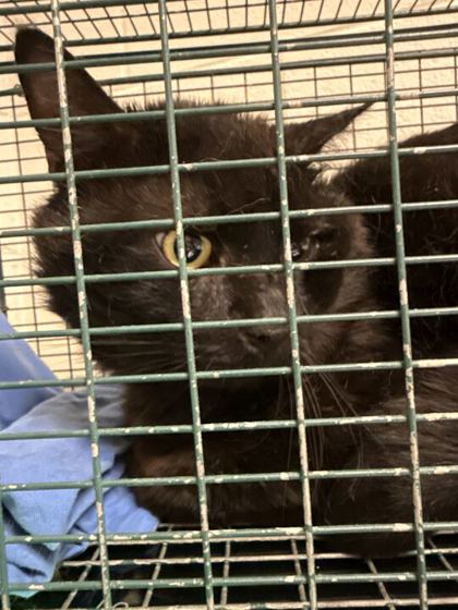 Shelter Stray Male Cat last seen Knoxville, TN 37920, Knoxville, TN 37919