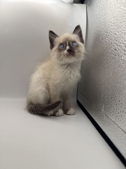 Shelter Stray Female Cat last seen Knoxville, TN 37921, Knoxville, TN 37919