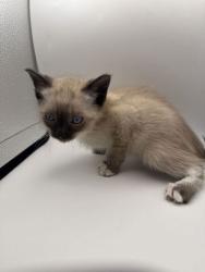 Shelter Stray Female Cat last seen Knoxville, TN 37921, Knoxville, TN 37919