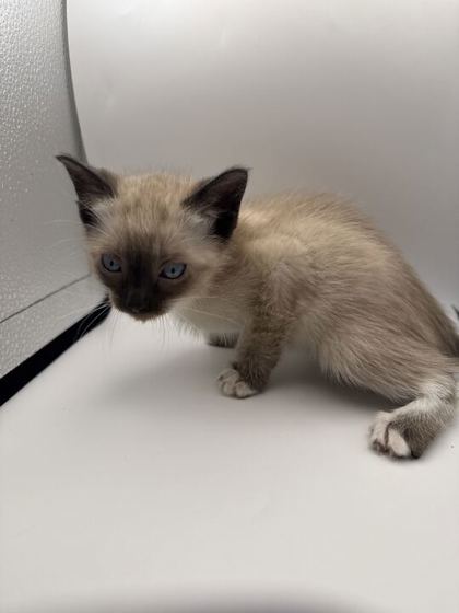 Shelter Stray Female Cat last seen Knoxville, TN 37921, Knoxville, TN 37919