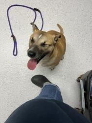 Shelter Stray Female Dog last seen Oakland, CA 94605, Oakland, CA 94601