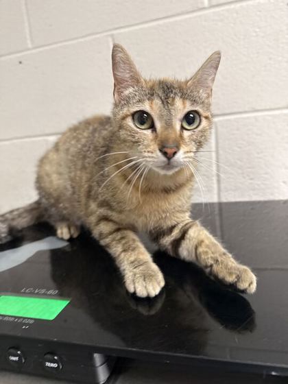 Shelter Stray Female Cat last seen Strawberry Plains, TN 37871, Knoxville, TN 37919