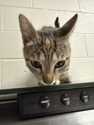 Shelter Stray Female Cat last seen Strawberry Plains, TN 37871, Knoxville, TN 37919