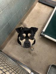 Shelter Stray Male Dog last seen Oakland, CA 94611, Oakland, CA 94601
