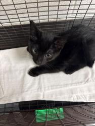 Shelter Stray Male Cat last seen Strawberry Plains, TN 37871, Knoxville, TN 37919