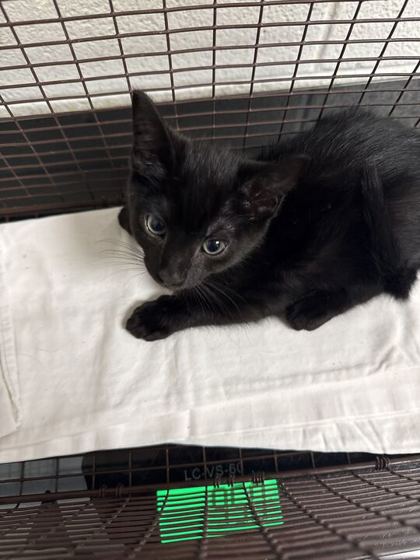 Shelter Stray Male Cat last seen Strawberry Plains, TN 37871, Knoxville, TN 37919