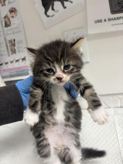 Shelter Stray Male Cat last seen Oakland, CA , Oakland, CA 94601