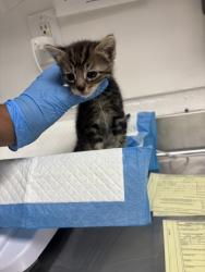 Shelter Stray Female Cat last seen Oakland, CA , Oakland, CA 94601