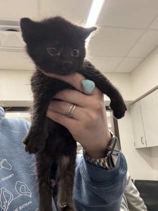 Shelter Stray Male Cat last seen Atlanta, GA 30336, Atlanta, GA 30336