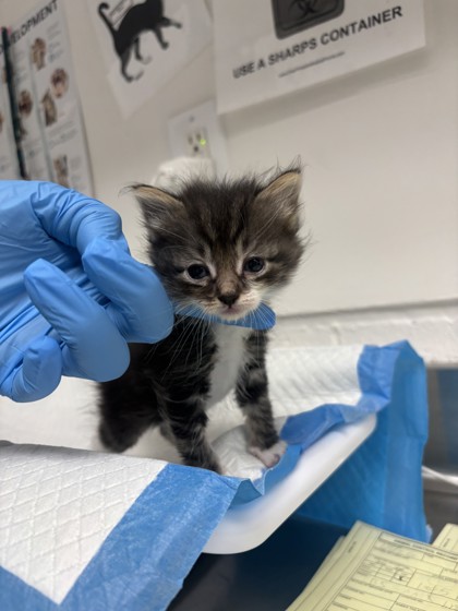 Shelter Stray Female Cat last seen Dumped in OAS front counter, Oakland, , 1101 29th Ave, Oakland, CA 94601, USA
