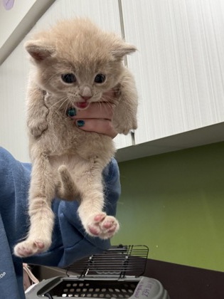 Shelter Stray Male Cat last seen Atlanta, GA 30336, Atlanta, GA 30336