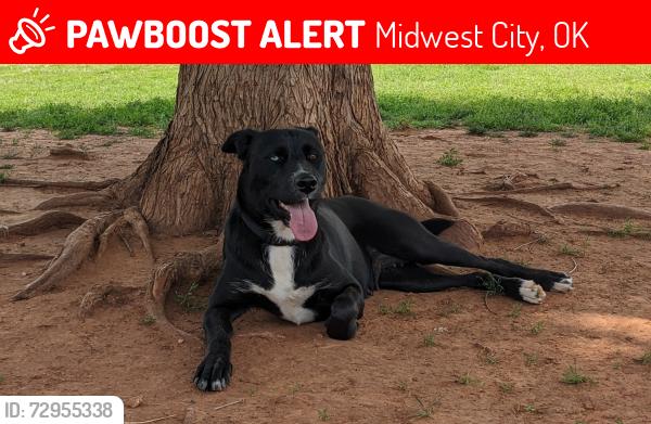 Lost Female Dog last seen Near E Northrup Dr., Midwest City, OK 73110