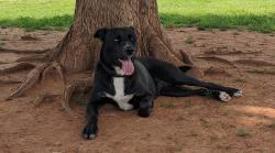 Lost Female Dog last seen Near E Northrup Dr., Midwest City, OK 73110