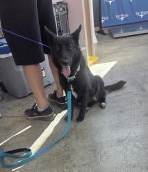 Shelter Stray Female Dog last seen , TX , Fort Worth, TX 76119