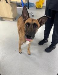 Shelter Stray Female Dog last seen , TX , Fort Worth, TX 76119