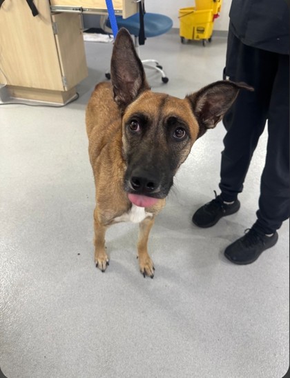 Shelter Stray Female Dog last seen , TX , Fort Worth, TX 76119