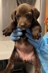 Shelter Stray Female Dog last seen N Valentine Ave & W Princeton Ave, Fresno Zone Fresno CO 2 93722, CA, Fresno, CA 93706