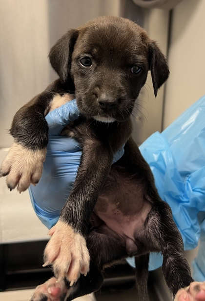 Shelter Stray Female Dog last seen N Valentine Ave & W Princeton Ave, Fresno Zone Fresno CO 2 93722, CA, Fresno, CA 93706