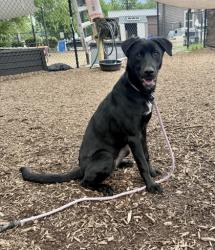 Shelter Stray Female Dog last seen Near Stone Mill Way Stone Mountain, 30083, 30083, GA, Atlanta, GA 30341