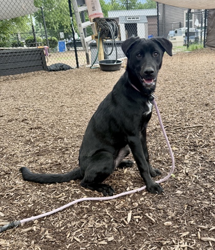 Shelter Stray Female Dog last seen Near Stone Mill Way Stone Mountain, 30083, 30083, GA, Atlanta, GA 30341