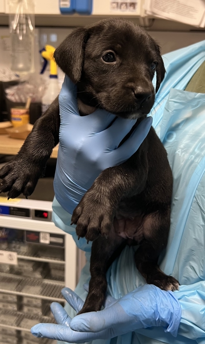 Shelter Stray Female Dog last seen N Valentine Ave & W Princeton Ave, Fresno Zone Fresno CO 2 93722, CA, Fresno, CA 93706
