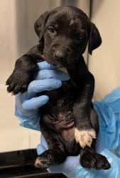 Shelter Stray Male Dog last seen N Valentine Ave & W Princeton Ave, Fresno Zone Fresno CO 2 93722, CA, Fresno, CA 93706