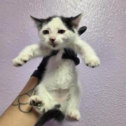 Shelter Stray Female Cat last seen Near ray juarez, COUNTY of El Paso, TX, Fort Bliss, TX 79906