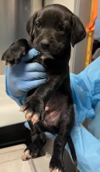 Shelter Stray Male Dog last seen N Valentine Ave & W Princeton Ave, Fresno Zone Fresno CO 2 93722, CA, Fresno, CA 93706