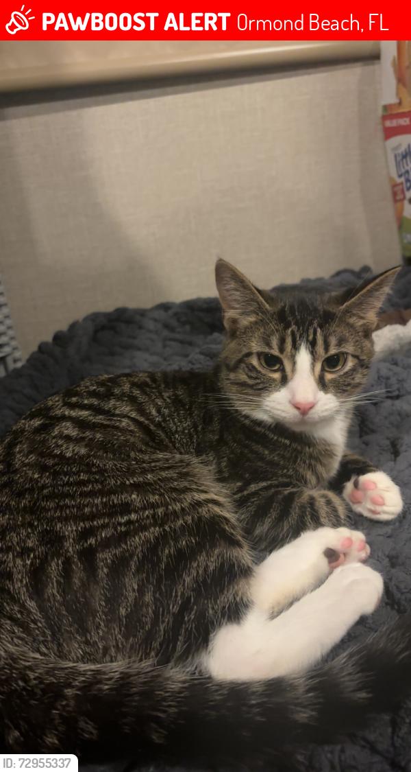 Lost Male Cat last seen Near wall Ave , Ormond Beach, FL 32174